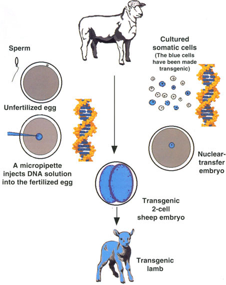 Transgenic farm animals are produced by direct microinjection of DNA into young embryos and by cloning from transgenic somatic cells. Microinjection procedures use recently fertilized eggs, which for some species can be obtained from in vitro fertilization procedures, before the first cell division. If the foreign DNA becomes integrated into the embryonic genome at the one-cell stage, as the embryo develops all of its cells will contain the transgene. The offspring that is born after transfer of the embryo to the reproductive tract of a recipient female will be transgenic. Alternatively, somatic cells can be collected from an animal, cultured in the laboratory, and exposed to foreign DNA. Some cells will become transgenic, and these cells can be selected for use as nuclear donors in nuclear-transfer procedures. The resulting nuclear-transfer embryo will be transgenic, as will the offspring born after embryo transfer and term development in the reproductive tract of a recipient female.