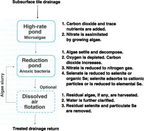 Schematic of the algal-bacterial selenium removal (ABSR) technology operated in mode 1, the low-cost configuration receiving only algae feedstock.