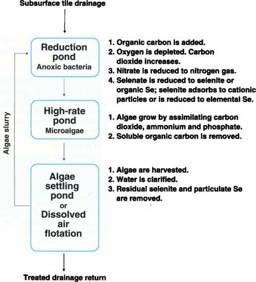 Schematic of the ABSR technology operated in mode 2, the high-removal efficiency configuration receiving algae and molasses.