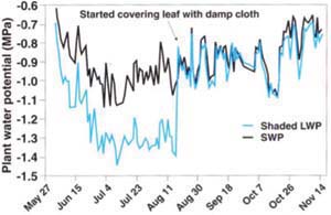 Pressure chamber measurements using shaded, interior bare leaves (through Aug. 17, 1999) and leaves covered with damp cloth (Aug. 17-Nov. 12, 1999) just prior to excision, compared with stem water potential (SWP). Each data point is the mean of single measurements on each of four trees.