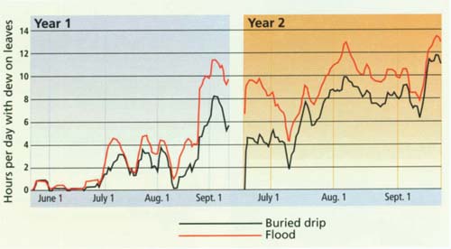 Hours per day with dew on pistachio leaves in flood and buried drip irrigation regimes.