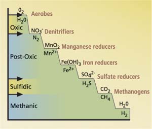 Redox reactions catalyzed by microbes during decay of soil organic matter and geochemical redox classes.