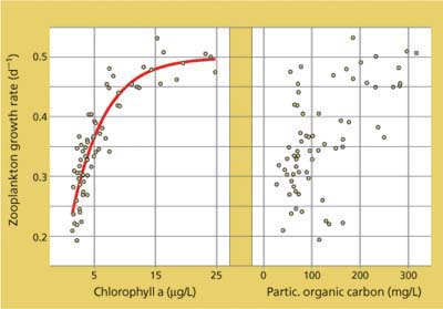The growth of the zooplankter Daphnia magna in Delta waters is closely related to the supply of phytoplankton, as indexed by chlorophyll a concentrations, but not so closely tied to levels of particulate organic carbon in general.