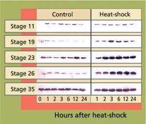 Western blots of stress protein hsp70 in heat-shocked (30 minutes, 104°F) and control embryos at different stages of development. Each band represents one pooled sample of five embryos. Band intensity reflects cellular concentrations of hsp70 proteins.