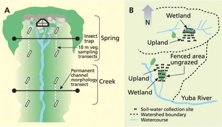 Typical morphology of rocky spring-fed wetlands; Experiment (A) and (B) study layouts.