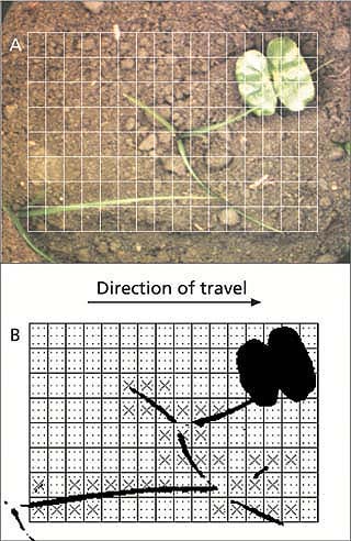 (A) A cotton plant partially occluded by a nutsedge leaf; (B) weed map of (A) where grid cells containing nutsedge leaves are marked with an “X.” Note: A thin piece of crop residue was mistakenly mapped as a weed due to an error in the color classifier. Source: (Lamm 2000.