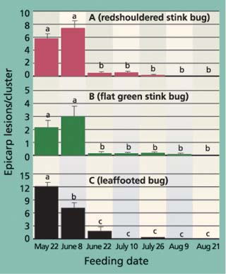 Average (± SEM) levels of epicarp lesions for (A) redshouldered stink bug, (B) flat green stink bug and (C) leaffooted bug were significantly different among different feeding dates. For each insect, different letters above each bar indicate a significant difference between inoculation dates (Tukey's HSD test, P < 0.05).