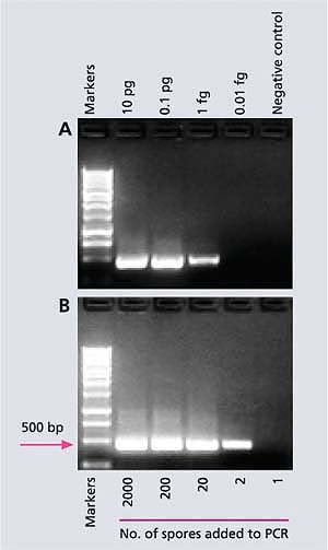 (A) A sensitive molecular method (species-specific polymerase chain reaction) that can detect a fentogram (0.000000000000001 gram) of DNA from M. fructicola, the pathogen causing brown rot in stone fruit. (B) Another molecular technique (nested-PCR) can detect DNA of two spores of the pathogen. The tall column (gel) is a marker of the known molecular weight which is used as a reference to quantify the amounts of the short columns (gels). Base pairs (bp) is a unit showing the size of DNA; the larger the bp, the heavier (or longer) the DNA; pg = picogram (10-12 g); fg = fentogram (10-15 g).