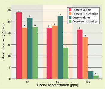Effect of ozone exposure and nutsedge competition on shoot biomass production of tomato and cotton grown alone or with nutsedge (averaged over all levels of nutsedge competition). Tomato grown alone and with nutsedge was reduced by ozone at P = 0.09 and P = 0.08, respectively. Cotton was far more sensitive, and was reduced by ozone at P < 0.0001 both in the presence and absence of nutsedge.