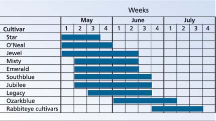 Harvest periods for key commercial blueberry cultivars in the San Joaquin Valley. The initiation and termination of harvest will vary as much as 10 days, depending on local weather conditions.