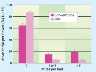Twospotted spider mite densities under conventional and IPM programs across all nurseries. There were significantly more plants with no mites (P ≪ 0.0001; F = 33.84) and significantly fewer plants with mites at the other levels measured (1 to 5/leaf, P ≪ 0.0001, F = 22.88; > 5/leaf, P ≪ 0.0001, F = 23.33).
