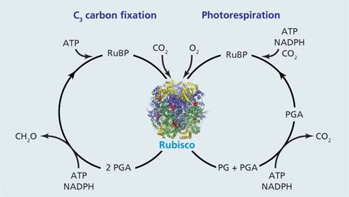 C3 carbon fixation and photorespiration pathways in which the enzyme rubisco (ribbon model in center) catalyzes reactions between a 5-carbon sugar, RuBP (ribulose-1,5-biphosphate) and either CO2 or O2. The first stable products of C3 carbon fixation are two molecules of PGA (a 3-carbon compound, 3-phosphoglycerate); the first stable products of photorespiration are one molecule of PGA and one molecule of PG (a 2-carbon compound, 2-phosphoglycolate). High-energy compounds ATP and NADPH, generated from photosynthesis, drive these reactions. As atmospheric CO2 increases, there is an initial increase in C3 carbon fixation (and sugar productivity), while photorespiration is inhibited. We have shown that inhibiting photorespiration diminishes nitrate assimilation. In plants that depend on nitrate as a nitrogen source, this eventually inhibits plant productivity and lowers protein content. Nitrogen is part of the amino groups essential to all proteins, and proteins include the enzymes that facilitate biochemical reactions. Source: Bloom 2009.