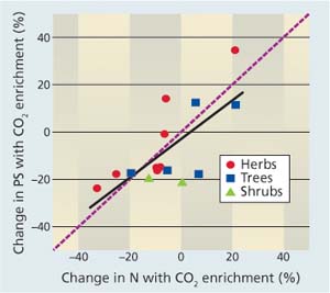 Differences in leaf carbon fixation capacity (photosynthesis [PS]) versus total nitrogen concentration (N) between C3 plants grown at elevated (567 ppm) and ambient (366 ppm) carbon dioxide concentrations. Each symbol designates the mean ratio for a species. Shown are the regression line (solid, slope = 0.815, r = 0.71) and 1:1 line (dotted). This data suggests that changes in photosynthesis from carbon dioxide enrichment derive from changes in plant nitrogen levels under carbon dioxide enrichment (Ellsworth et al. 2004).
