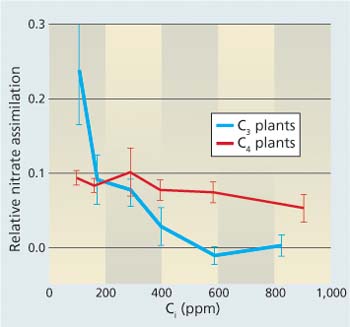 Response of nitrate (NO3−) assimilation in C3 and C4 plants as a function of carbon dioxide concentrations inside a leaf (Ci). Relative NO3− assimilation was assessed from changes in CO2-O2 fluxes with a shift from NH4+ to NO3− nutrition (ΔAQ). The C3 species included barley (Bloom et al. 1989), wheat (Bloom et al. 2002), tomato (Searles and Bloom 2003), Arabidopsis (Rachmilevitch et al. 2004) and Flaveria pringlei and giant redwood (Bloom, unpublished data). The C4 species included maize (Cousins and Bloom 2003, 2004) and Flaveria bidentis and Amaranthus retroflexus (Bloom, unpublished data).