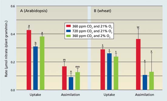 Nitrate (NO3−) uptake as the amount of NO3 depleted from a medium, and nitrate assimilation as the difference between the rates of net NO3− uptake and net accumulation of free NO3− in plant tissues: (A) 36-day-old Arabidopsis or (B) 10-day-old wheat were exposed to 360 ppm carbon dioxide (CO2) and 21% O2, 720 ppm carbon dioxide and 21% O2, or 360 ppm CO2 and 2% O2. Shown are the mean ± SE (n = 13-16). Treatments labeled with different letters differ significantly (P < 0.05). Light levels were 500 and 1,000 micromoles of quanta per meter squared per second for Arabidopsis and wheat, respectively (Rachmilevitch et al. 2004).