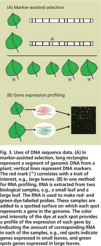 Uses of DNA sequence data. (A) In marker-assisted selection, long rectangles represent a segment of genomic DNA from a plant; vertical lines represent DNA markers. The red mark (*) correlates with a trait of interest, e.g., large leaves. (B) In one method for RNA profiling, RNA is extracted from two biological samples, e.g., a small leaf and a large leaf. The RNA is used to make red- and green-dye-labeled probes. These samples are added to a spotted surface on which each spot represents a gene in the genome. The color and intensity of the dye at each spot provides a profile of the expression of each gene by indicating the amount of corresponding RNA in each of the samples, e.g., red spots indicate genes expressed in small leaves, and green spots genes expressed in large leaves.