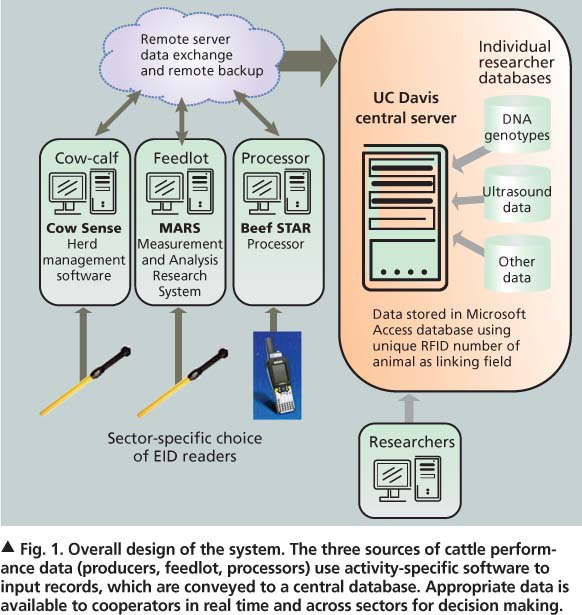Overall design of the system. The three sources of cattle performance data (producers, feedlot, processors) use activity-specific software to input records, which are conveyed to a central database. Appropriate data is available to cooperators in real time and across sectors for decision making.