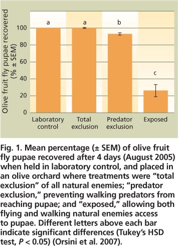 Mean percentage (± SEM) of olive fruit fly pupae recovered after 4 days (August 2005) when held in laboratory control, and placed in an olive orchard where treatments were “total exclusion” of all natural enemies; “predator exclusion,” preventing walking predators from reaching pupae; and “exposed,” allowing both flying and walking natural enemies access to pupae. Different letters above each bar indicate significant differences (Tukey's HSD test, P < 0. 05) (Orsini et al. 2007).