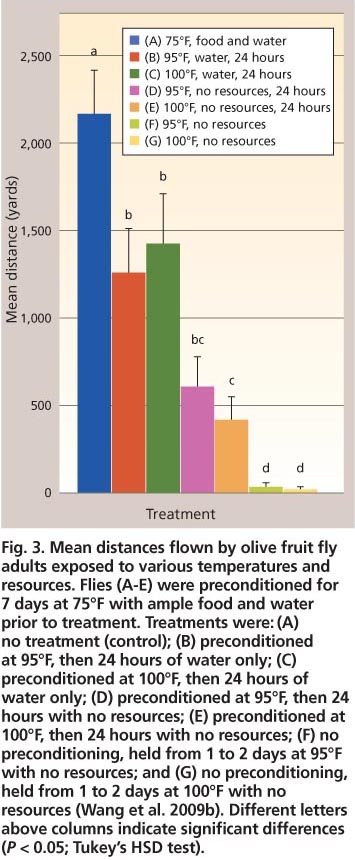 Mean distances flown by olive fruit fly adults exposed to various temperatures and resources. Flies (A-E) were preconditioned for 7 days at 75°F with ample food and water prior to treatment. Treatments were: (A) no treatment (control); (B) preconditioned at 95°F, then 24 hours of water only; (C) preconditioned at 100°F, then 24 hours of water only; (D) preconditioned at 95°F, then 24 hours with no resources; (E) preconditioned at 100°F, then 24 hours with no resources; (F) no preconditioning, held from 1 to 2 days at 95°F with no resources; and (G) no preconditioning, held from 1 to 2 days at 100°F with no resources (Wang et al. 2009b). Different letters above columns indicate significant differences (P < 0.05; Tukey's HSD test).