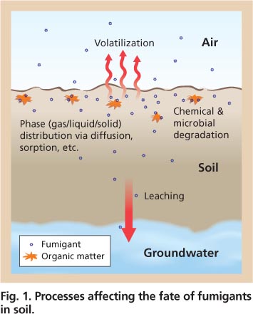 Processes affecting the fate of fumigants in soil.