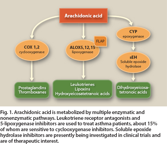 Arachidonic acid is metabolized by multiple enzymatic and nonenzymatic pathways. Leukotriene receptor antagonists and 5-lipoxygenase inhibitors are used to treat asthma patients, about 15% of whom are sensitive to cyclooxygenase inhibitors. Soluble epoxide hydrolase inhibitors are presently being investigated in clinical trials and are of therapeutic interest.