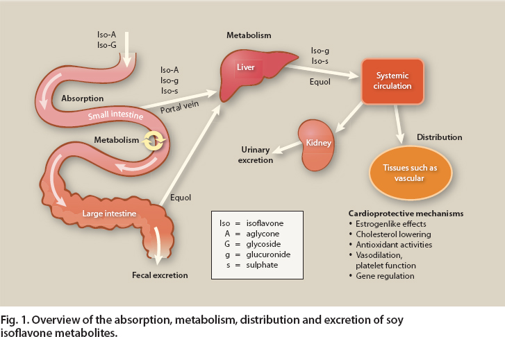 Overview of the absorption, metabolism, distribution and excretion of soy isoflavone metabolites.