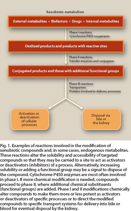 Examples of reactions involved in the modification of xenobiotic compounds and, in some cases, endogenous metabolites. These reactions alter the solubility and accessibility of targeted compounds so that they may be carried to a site to act as activators or deactivators (inhibitors) of a process. Alternatively, increasing solubility or adding a functional group may be a signal to dispose of the compound. Cytochrome P450 enzymes are most often involved in phase I. If more chemical modification is needed, compounds proceed to phase II, where additional chemical substituents (functional groups) are added. Phase I and II modifications chemically alter compounds to make them more or less potent as activators or deactivators of specific processes or to direct the modified compounds to specific transport systems for delivery into bile or blood for eventual disposal by the kidney.