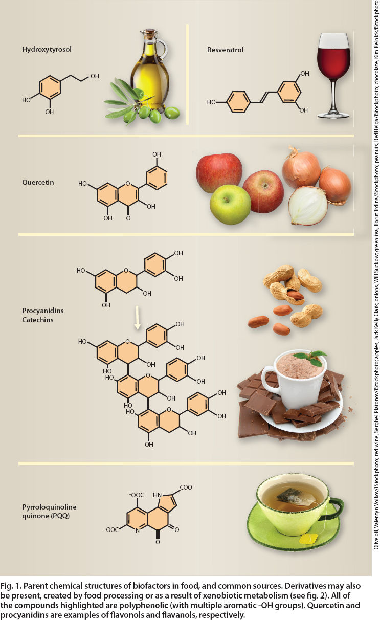 Parent chemical structures of biofactors in food, and common sources. Derivatives may also be present, created by food processing or as a result of xenobiotic metabolism (see fig. 2). All of the compounds highlighted are polyphenolic (with multiple aromatic -OH groups). Quercetin and procyanidins are examples of flavonols and flavanols, respectively.