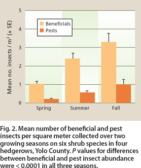 Mean number of beneficial and pest insects per square meter collected over two growing seasons on six shrub species in four hedgerows, Yolo County. P values for differences between beneficial and pest insect abundance were < 0.0001 in all three seasons.