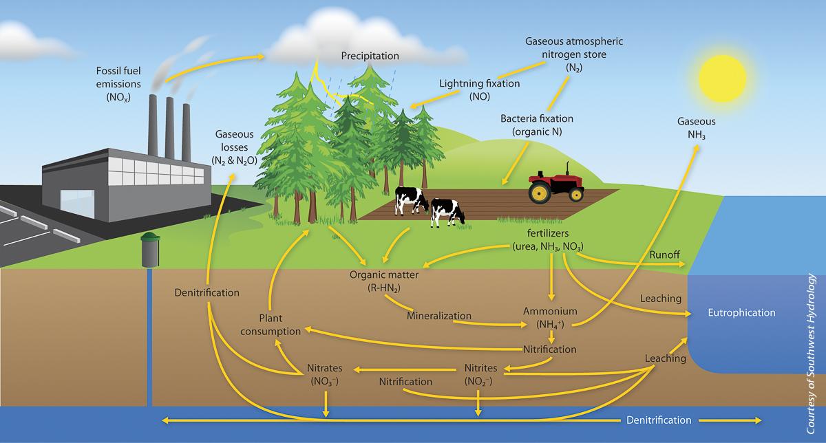 The nitrogen cycle. Nitrogen in the environment is highly mobile and readily transformed into various compounds by physical, chemical and biological processes. Arrows indicate major nitrogen-cycling processes, which continuously produce diverse nitrogen compounds in the environment.