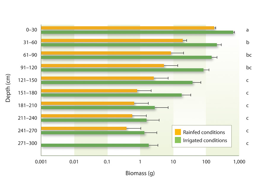 Distribution of switchgrass belowground biomass (means + standard deviations) in rainfed and irrigated conditions. Note the logarithmic scale of the x-axis. Letters indicate significant differences (at 95% confidence level) between depths averaged over both treatments (Mann et al. 2012).