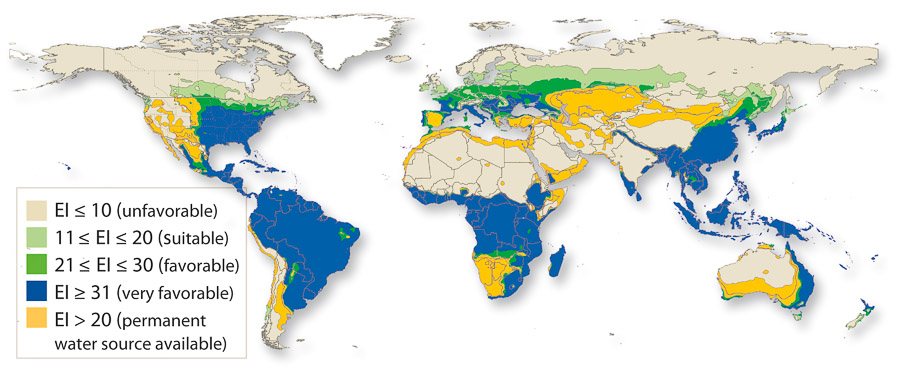 Global CLIMEX climate-matching results for switchgrass. The colors represent the CLIMEX ecoclimatic index (EI), where cream (EI ≤ 10) is “unfavorable,” light green (11 ≤ EI ≤ 20) is “suitable,” dark green (21 ≤ EI ≤30) is “favorable,” and blue (EI ≥31) is “very favorable.” The yellow regions are those with an EI > 20 when a permanent water source is available (Barney and DiTomaso 2011).