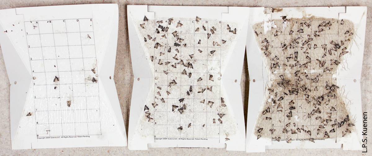 Trap bottoms from Suterra wing traps containing 5 (left), 79 (middle) and 149 (right) NOW males. Note the fouling of glue surfaces with moth bodies and scales on the two higher-count traps. Saturation begins at approximately 50 moths.