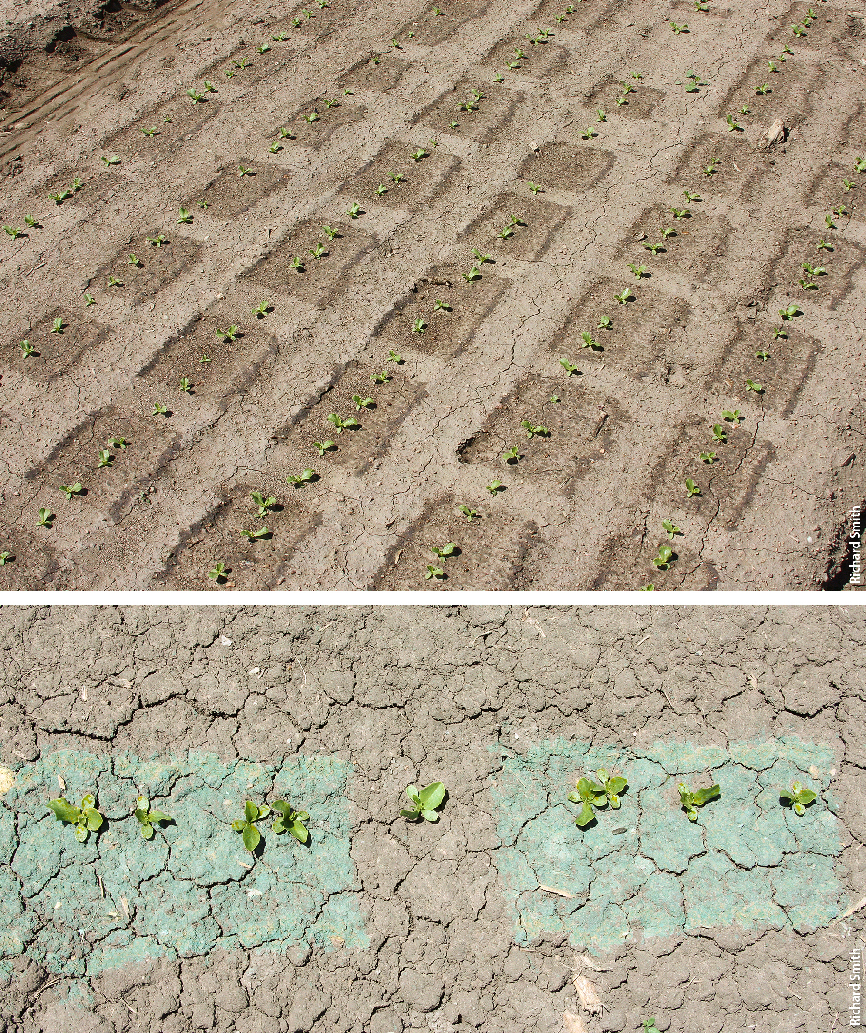 Top, lettuce beds were thinned by an automated thinner. Bottom, the unwanted plants were sprayed with an herbicide and marked with blue dye; the unsprayed plant is the keeper plant. Note the buffer area around the keeper plant.