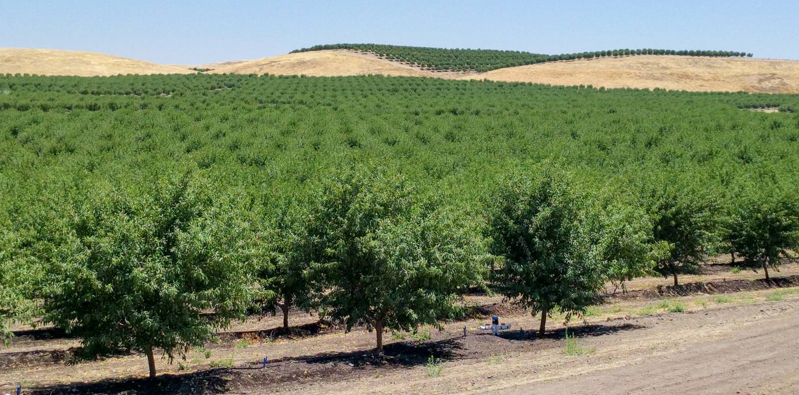 Almond orchards in Stanislaus County. Analyzing land ownership distribution in California by crop type and property size can help scientists and extension professionals shape research programs according to the needs of local growers.