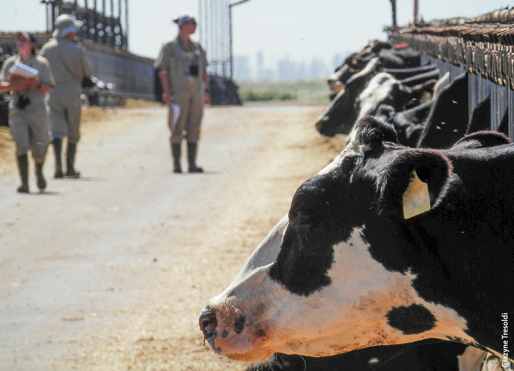 As often as every 10 minutes in the warmest part of each day, observers recorded behavioral and physiological signs of heat load in dairy cows.