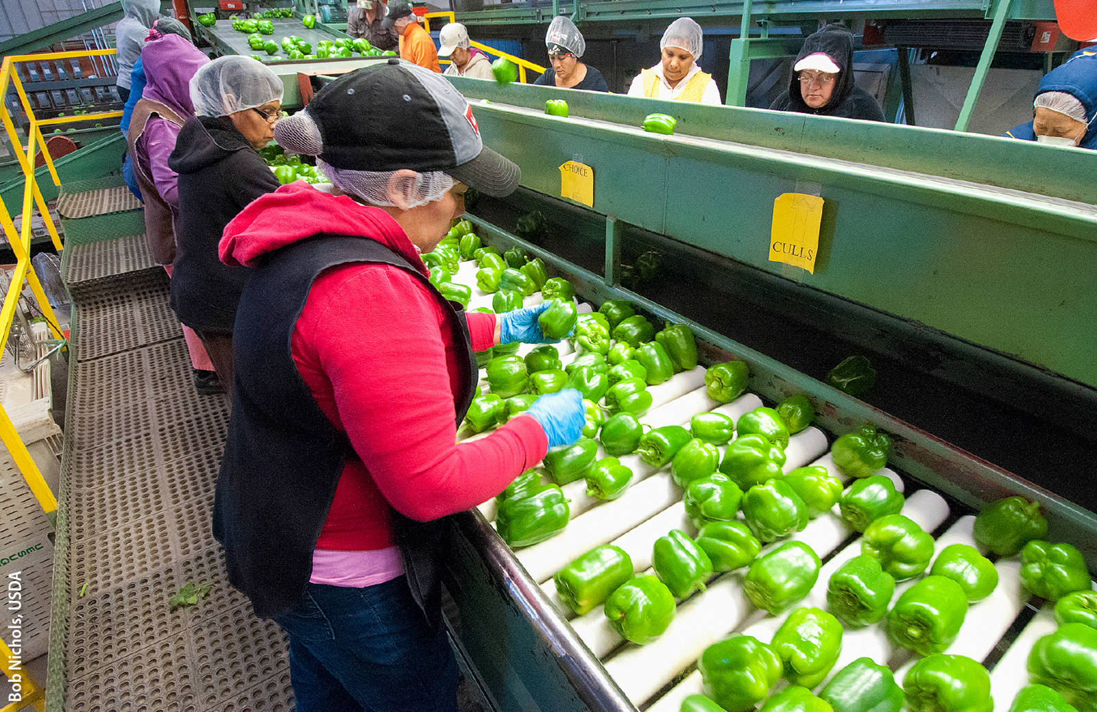 Processing green peppers in Gilroy. In the past 10 years, some farmers have shifted from hiring workers directly to using farm labor contractors to bring workers to their farms. However, research suggests that contractors aren't able to provide full-year work.