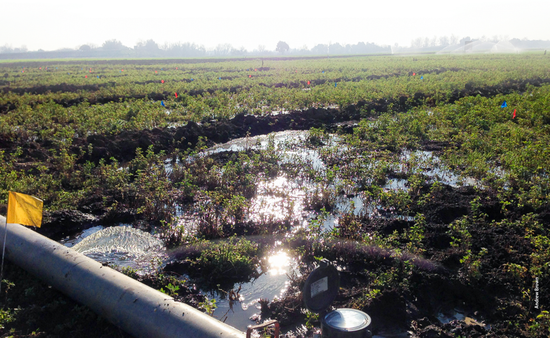 An experimental alfalfa plot at the UC Davis Plant Sciences Field Facility is flooded to evaluate crop impacts and groundwater recharge potential. The majority of alfalfa acreage in California is watered with flood irrigation systems capable of conveying large amounts of surface water to fields, many of which likely also have soil and underlying aquifer conditions suitable for recharge.