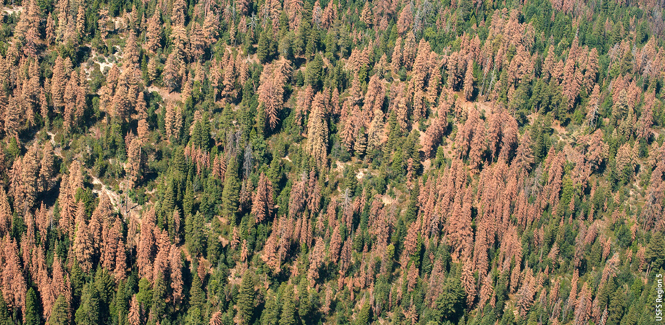 This photo from a 2016 aerial detection survey of the Sierra and Sequoia national forests shows a high concentration of dead and dying trees. Climate change is expected to lead to longer droughts and higher temperatures, stressing trees and making them more vulnerable to pests and diseases.