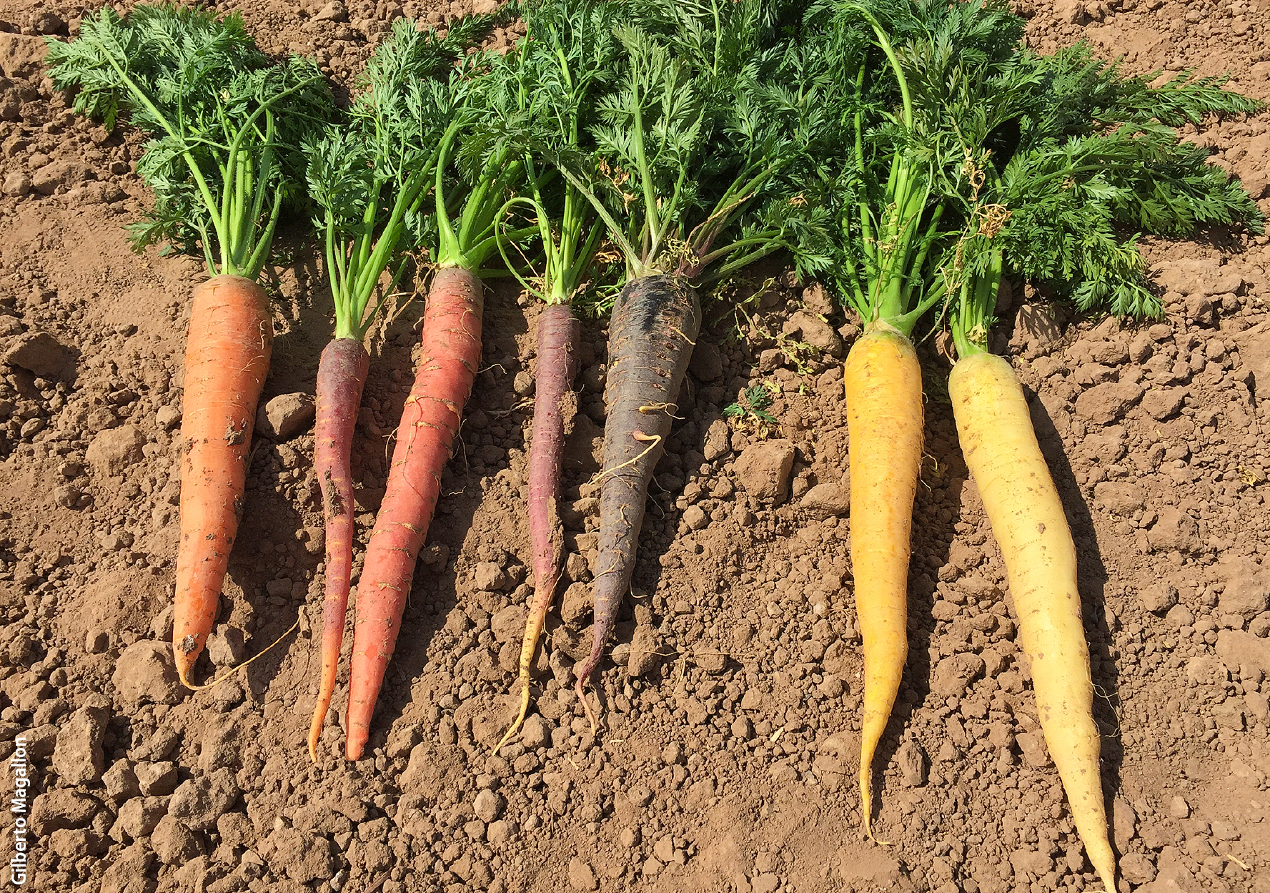 The carrot breeding program at Desert REC will be part of a major effort to identify potentially useful genetic material among the roughly 700 carrot varieties maintained in the USDA germplasm collection in Ames, Iowa.
