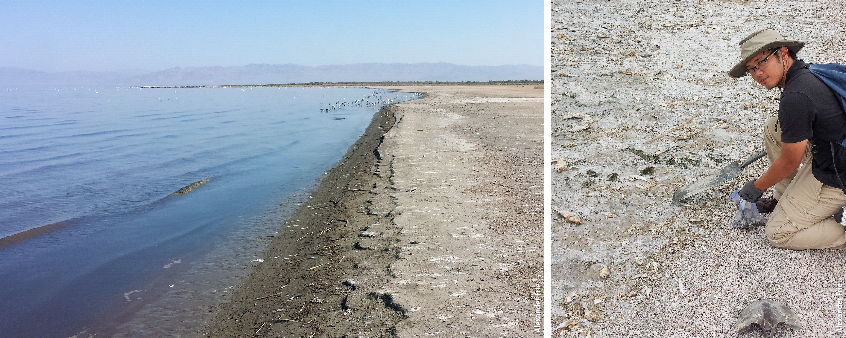 Left, The Salton Sea is shrinking, exposing more of its playa, which contains a number of chemicals of concern. Right, UC Riverside graduate student Justin Dingle collects playa samples for source chemical characterization.
