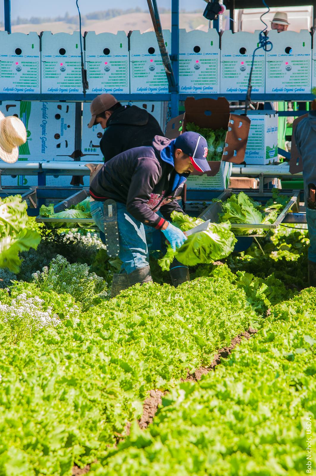 Rising minimum wages in many states, fewer migrant farmworkers, and advances in mechanization have encouraged many farmers to invest in machines, which are doing more planting and pruning and are improving rapidly to harvest leaf lettuces (shown here being harvested in Santa Cruz County), blueberries and peaches.