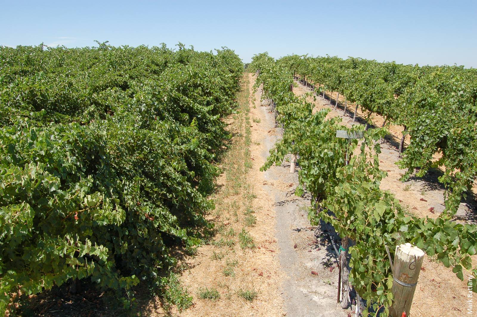 Different production styles and goals — producing high tonnages of fruit per acre versus higher quality crops at lower tonnages per acre — result in vineyards that have very different canopy sizes and, therefore, different irrigation water requirements. The block on the left, for example, has a large amount of foliage and will need more irrigation than the block on the right.