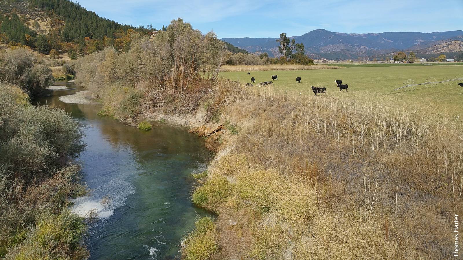 The Scott River is an important salmonid spawning habitat that depends on groundwater to maintain stream flow during the summer. A hydrologic model developed by UC researchers can help predict the impact of different groundwater and surface water management scenarios on stream flow.