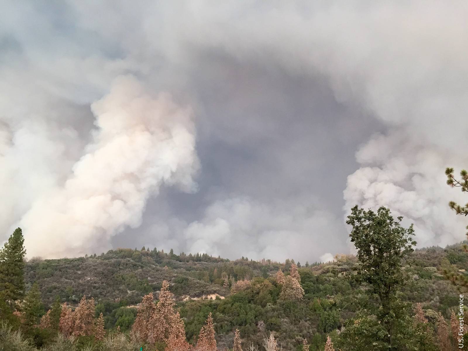The death of more than 100 million trees from drought and bark beetle damage in the Sierra Nevada has led to concerns about the large amount of combustible material and the potential for mass fires. A team of UC and USDA scientists studied 50 mixed-conifer plots affected by tree mortality that burned in the 2015 Rough Fire, a wildfire in the Sierra National Forest that consumed an estimated 139,133 acres. The results suggest that fire spread increased as prefire tree mortality increased, but only up to prefire mortality levels of 30% of plot trees.