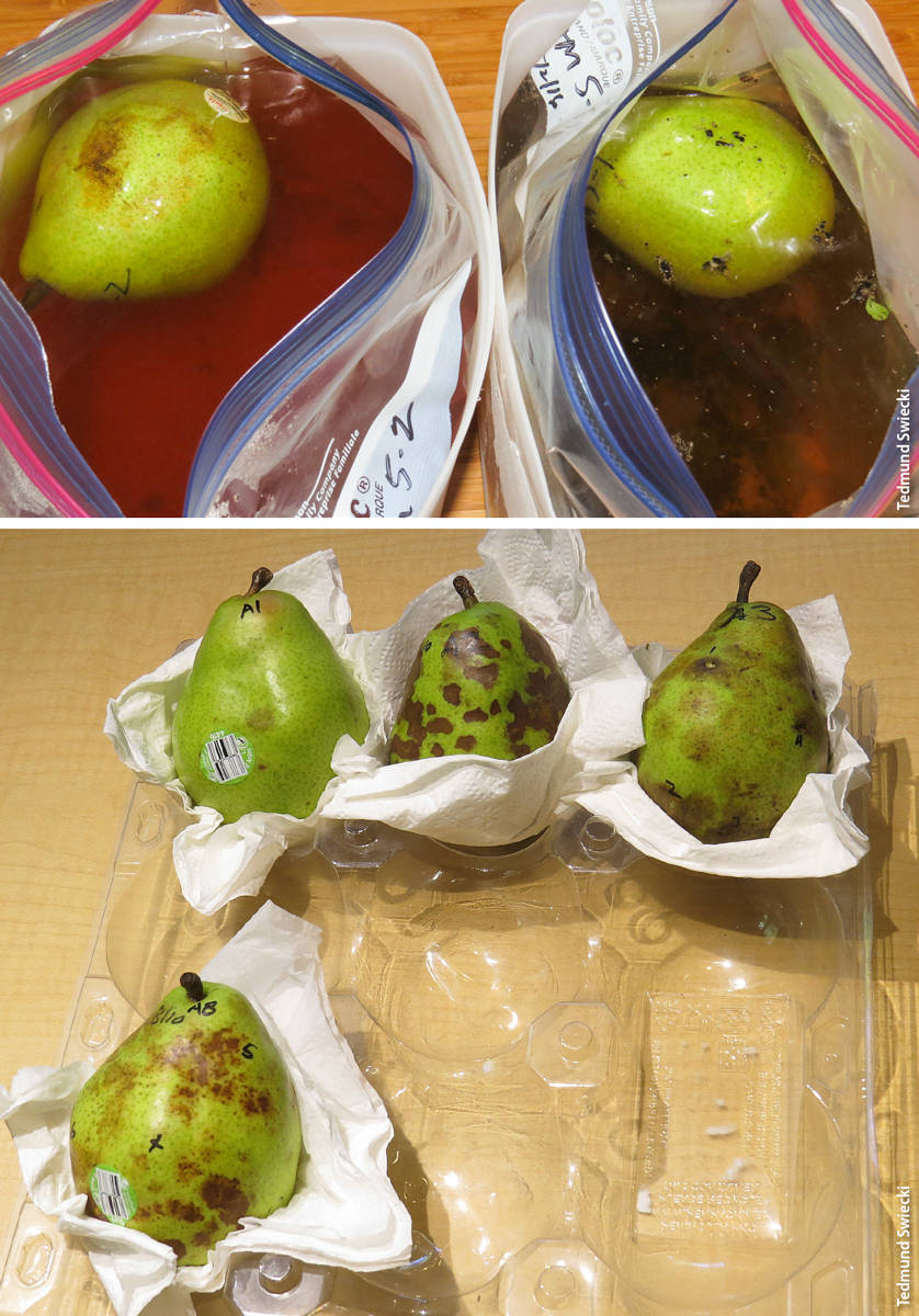 Pear baits during incubation in the leachate study, 3 days from test, top, and 1 day after removal from leachate, bottom. Pear at left in top image shows brown lesions caused by Phytophthora cactorum infections; pear at right has no Phytophthora symptoms. Bottom image shows a range of Phytophthora symptoms in pears, from a single spot (upper left) to extensive infections.