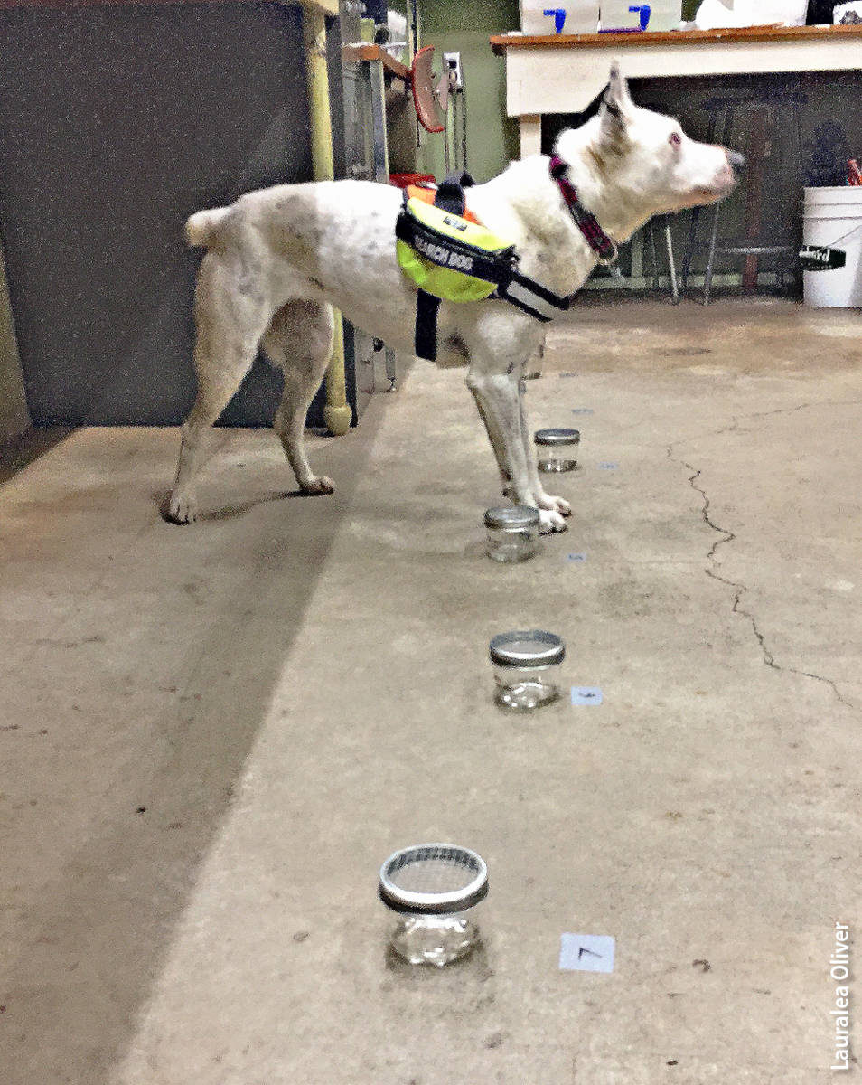 Detection dog displaying anticipatory, or alert, behavior at the one container that contained Phytophthora.