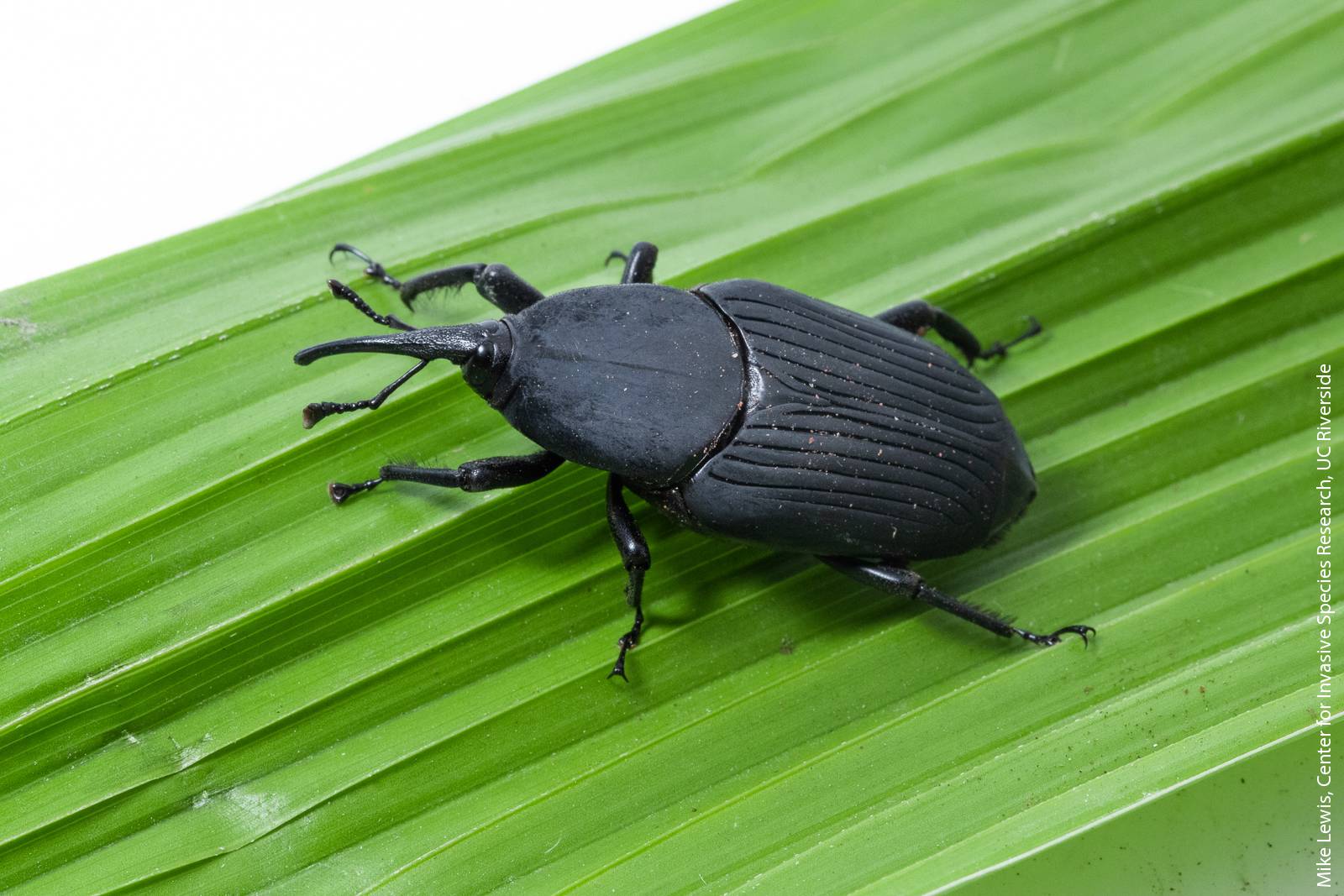 South American palm weevil is killing ornamental Canary Islands date palms in Southern California and poses a serious threat for edible date producers in the Coachella Valley.
