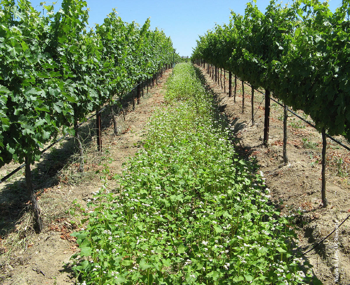 Scientists with UC Riverside and USDA-ARS studied a Southern California organic vineyard to determine how far natural enemies of grape pests disperse when buckwheat is used as a cover crop. Results showed that spiders, predatory thrips and minute pirate bugs dispersed 9 meters from marked buckwheat refuges. The researchers suggest that buckwheat could be planted in California vineyards every sixth or 10th row, but caution that supplying water to the cover crop could lead to negative effects such as reduced brix levels and an increased risk of insect pest and disease prevalence.