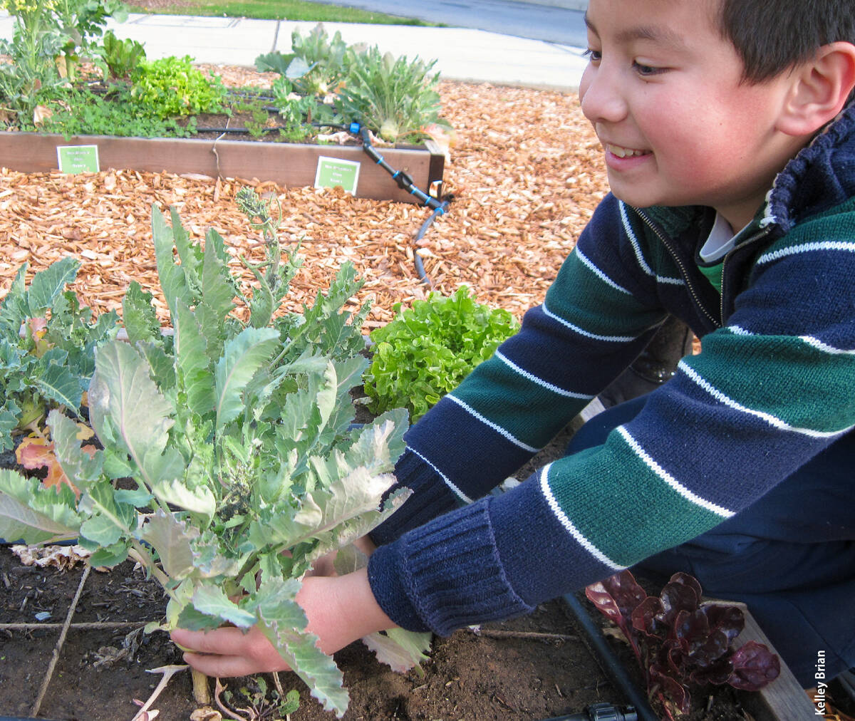 At an elementary school in Sacramento County, a child harvests produce grown as part of the Shaping Healthy Choices project. The project was an example of stakeholder-oriented experimental research.